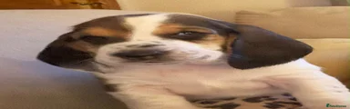 Basset Hound 4