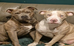 Mixed Breed dogs for sale: Staffy x American bulldog puppies - Image 3