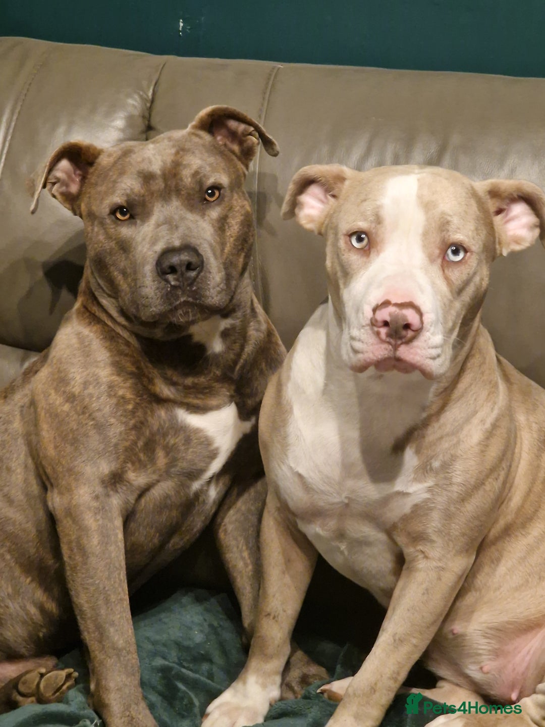 Mixed Breed dogs for sale: Staffy x American bulldog puppies - Image 3