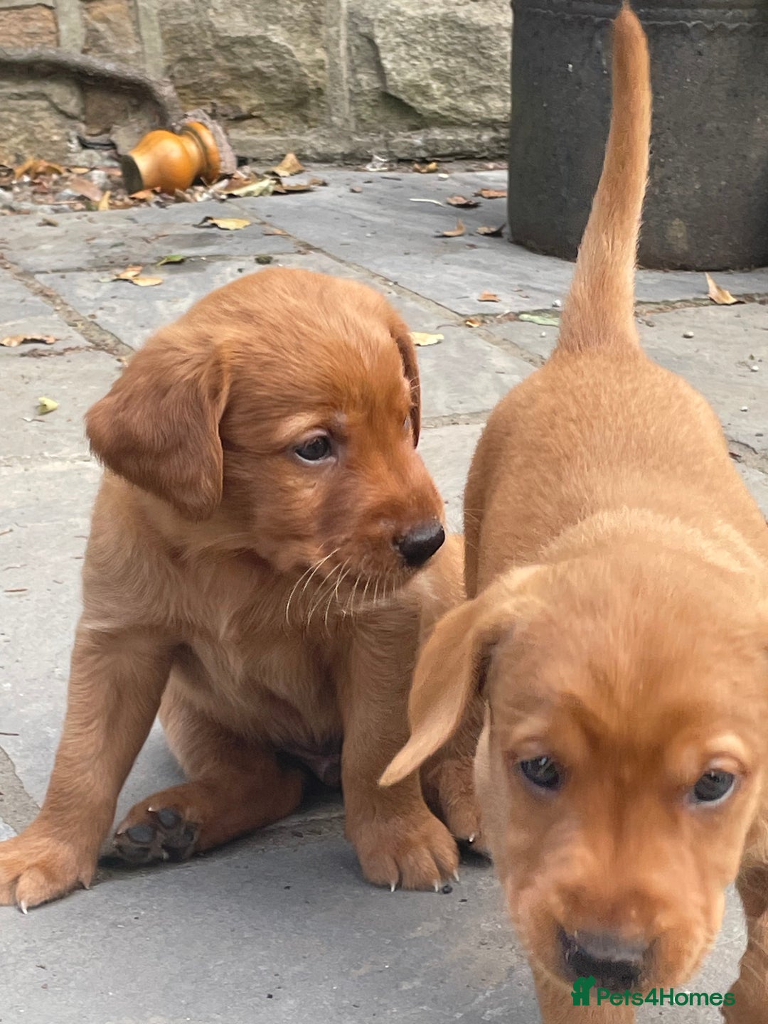 Mixed Breed dogs for sale: 3/4 Red Labrador 1/4 Golden Retriever  - Image 7