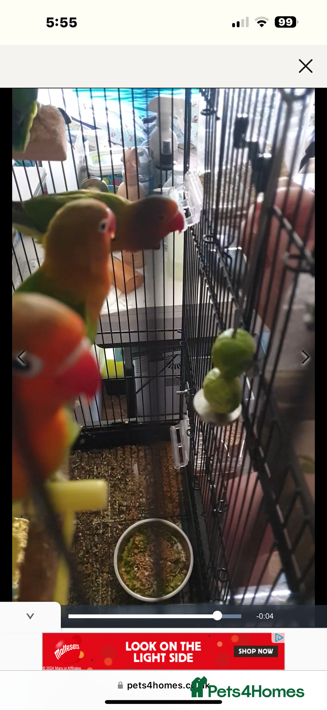Lovebirds birds for sale: 3 Lovebirds Looking For Loving Home - Image 6
