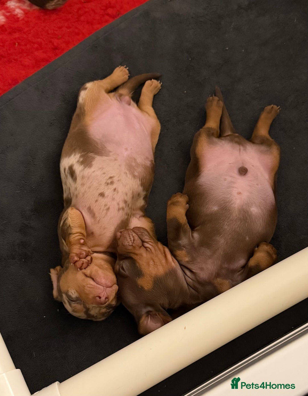 Miniature Dachshund dogs for sale: 🐾🌟KC Reg Miniature Dachshund Puppies🌟🐾 - Advert 33