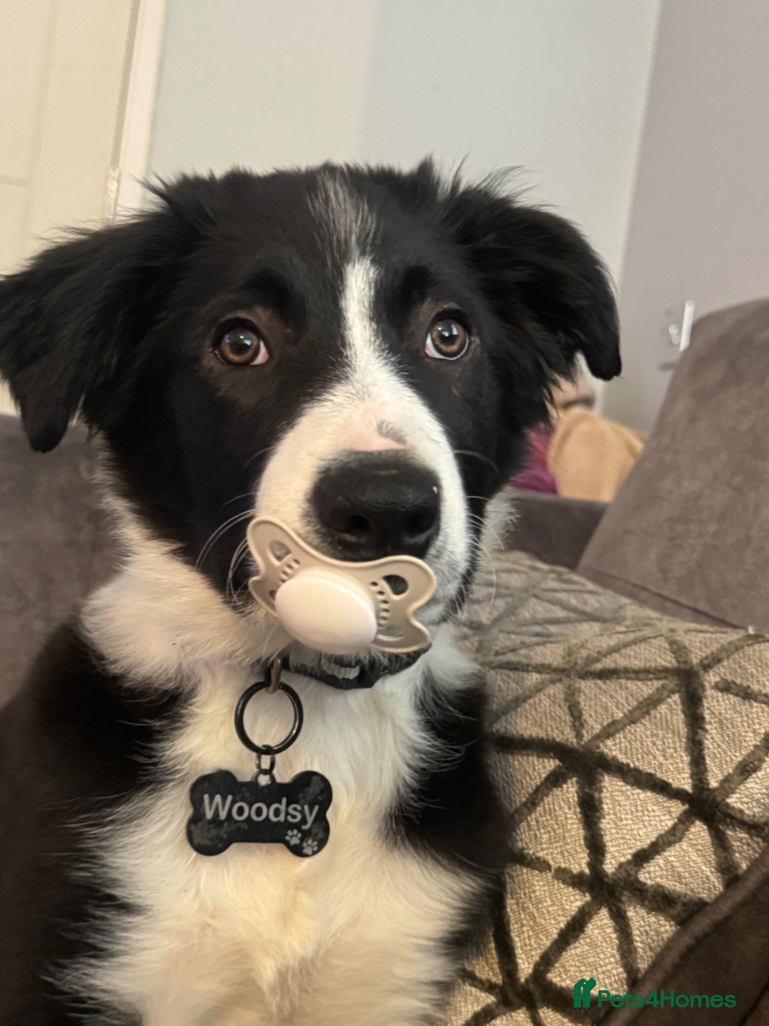 Border Collie dogs Border Collie Pup - Advert 1