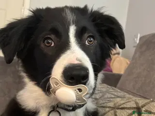 Border Collie dogs Border Collie Pup - Advert 1