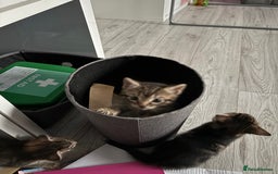 British Shorthair cats for sale: Tabby kittens - Image 2
