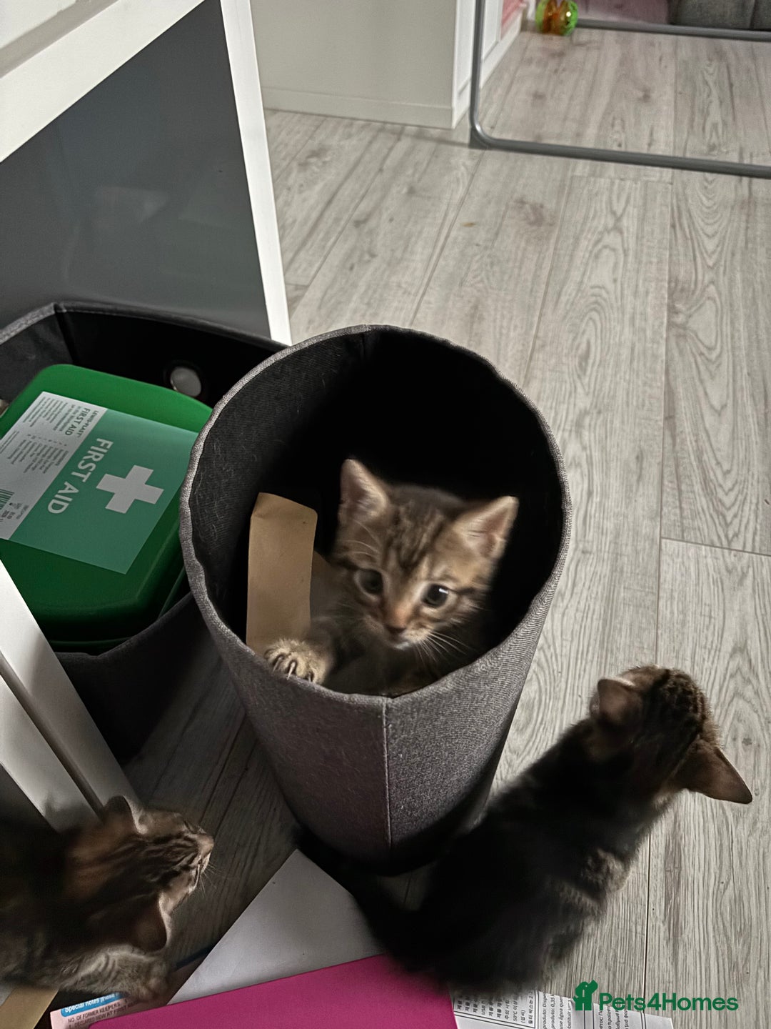 British Shorthair cats for sale: Tabby kittens - Image 2