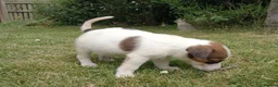 Jack Russell dogs for sale: Working Jack Russell Puppies  in Skipton - Advert 4
