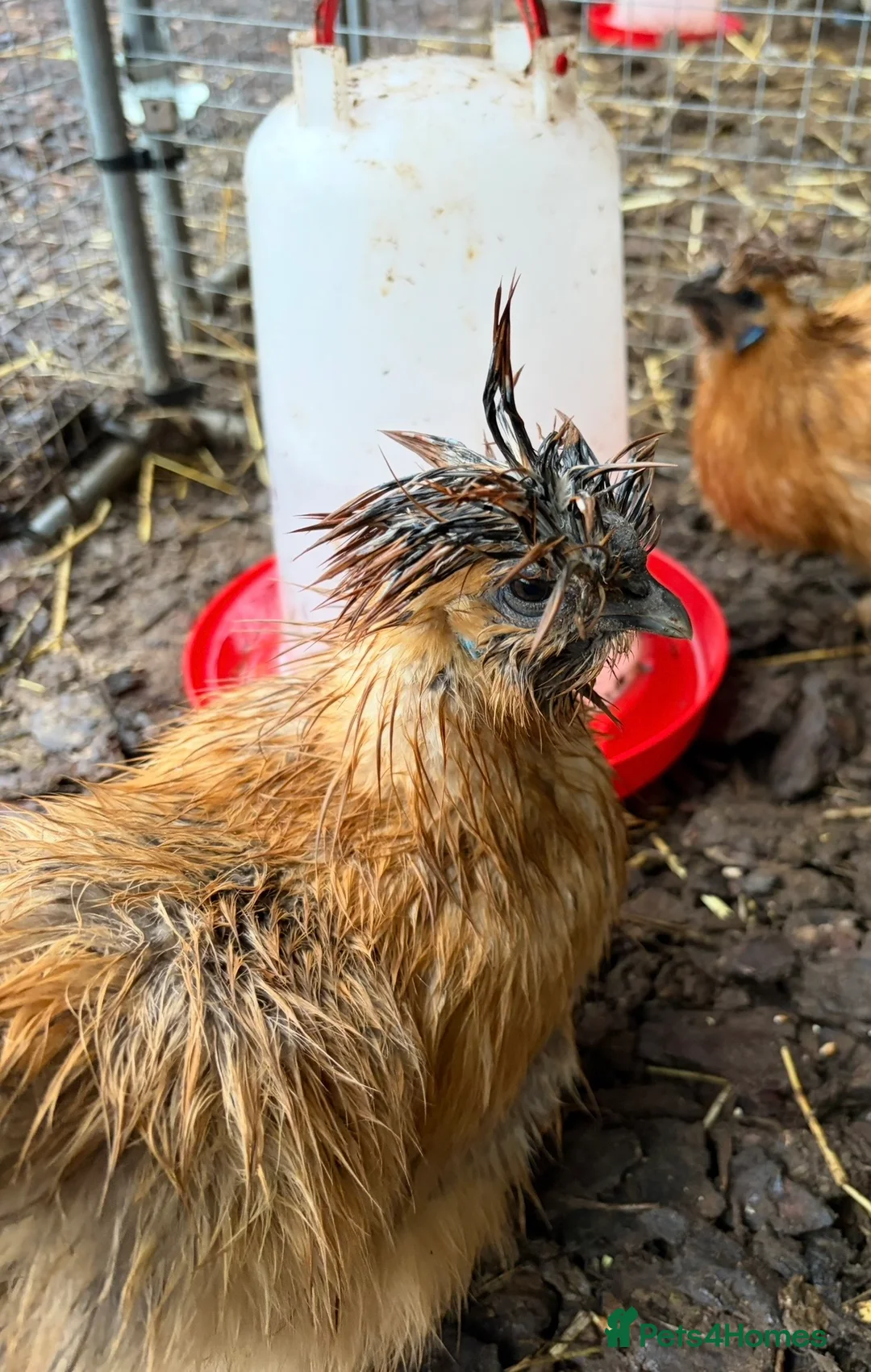 Chickens poultry for sale: Various breeds of chickens for sale  - Advert 6