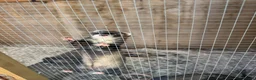 Ferret rodents for sale: Ferret  - Advert 2