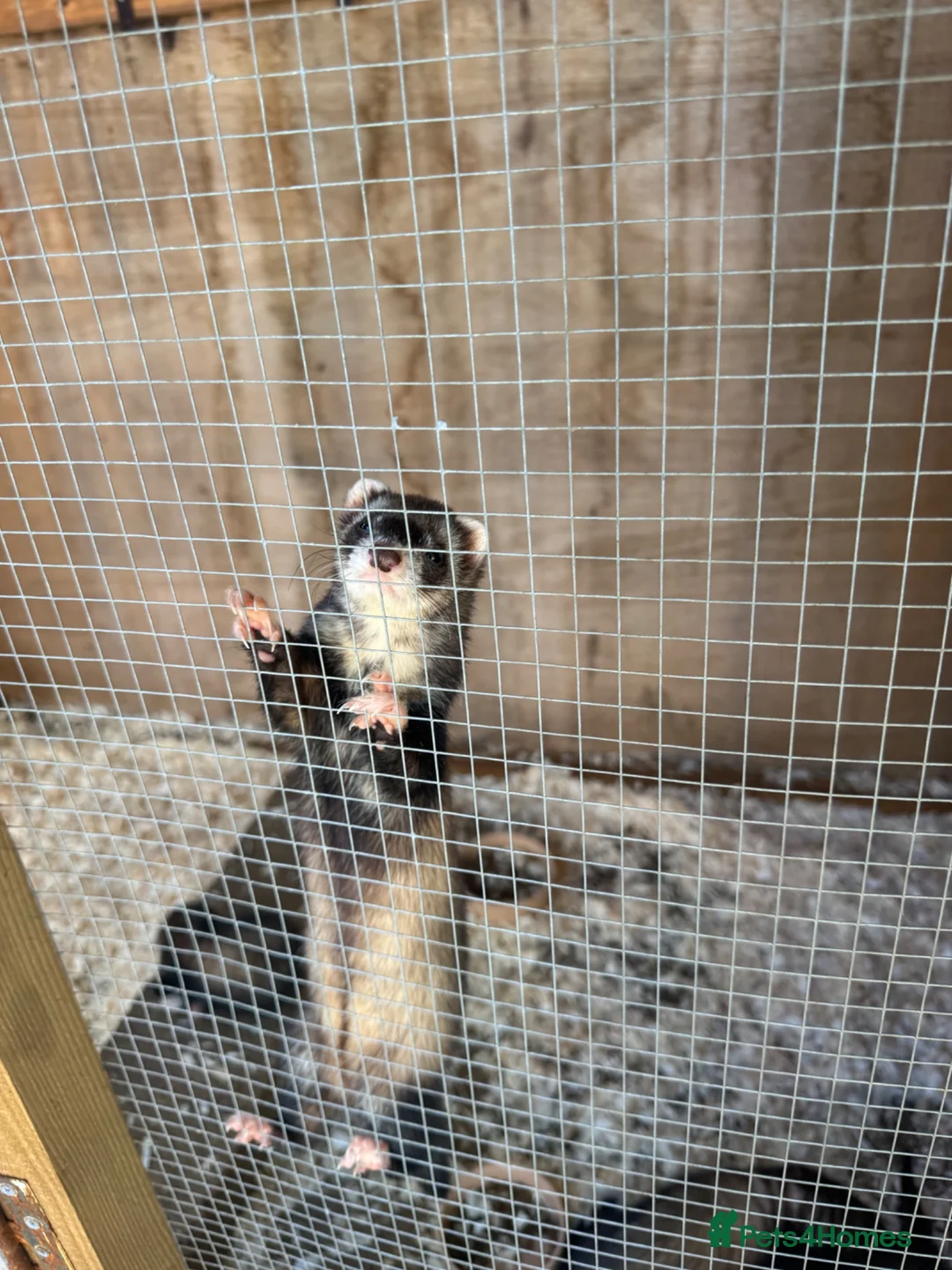 Ferret rodents for sale: Ferret  - Advert 2