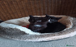 Mixed Breed cats for sale: 4 beautiful kittens - Advert 6