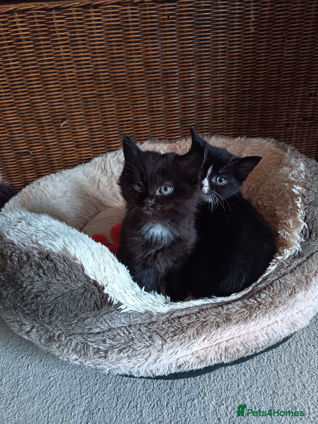 Mixed Breed cats for sale: 4 beautiful kittens - Advert 6