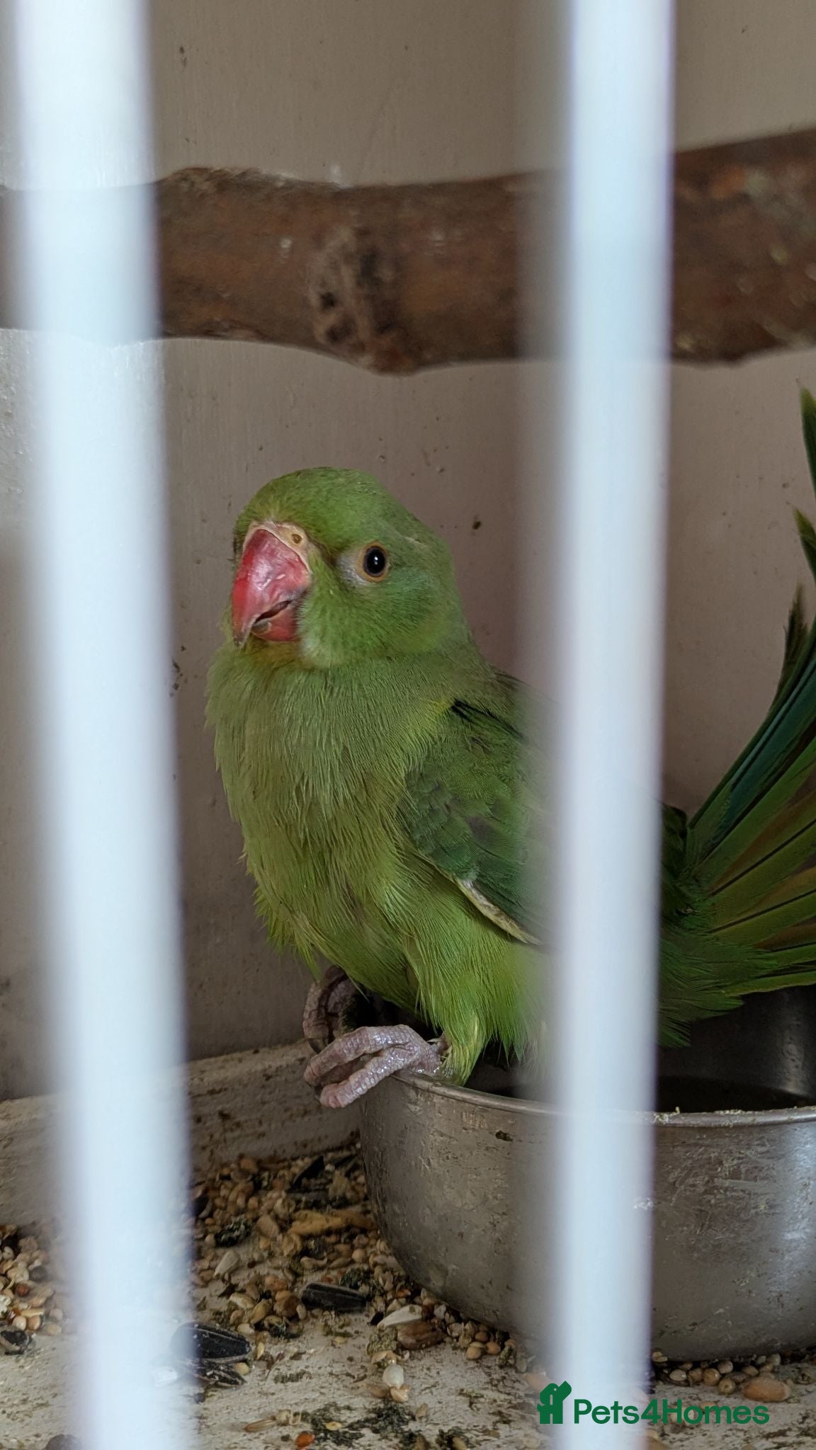 Ringnecks birds Green Indian ringneck baby - Advert 5
