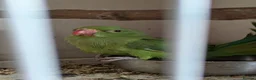 Ringnecks birds for sale: Green Indian ringneck baby - Advert 1