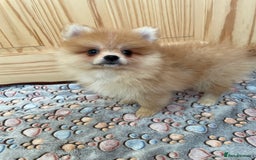 Pomeranian dogs for sale: Two puppies left Ready to Leave  - Image 13