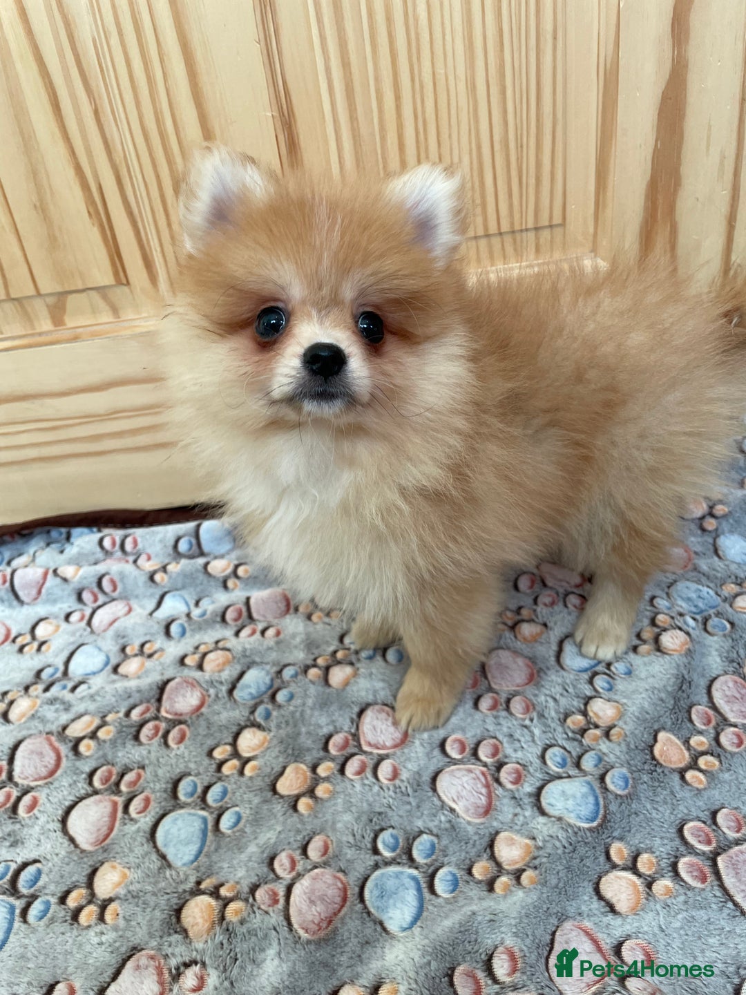 Pomeranian dogs for sale: Two puppies left Ready to Leave  - Image 13