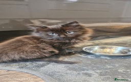 Ragdoll cats for sale: Half ragdoll kittens  - Image 1