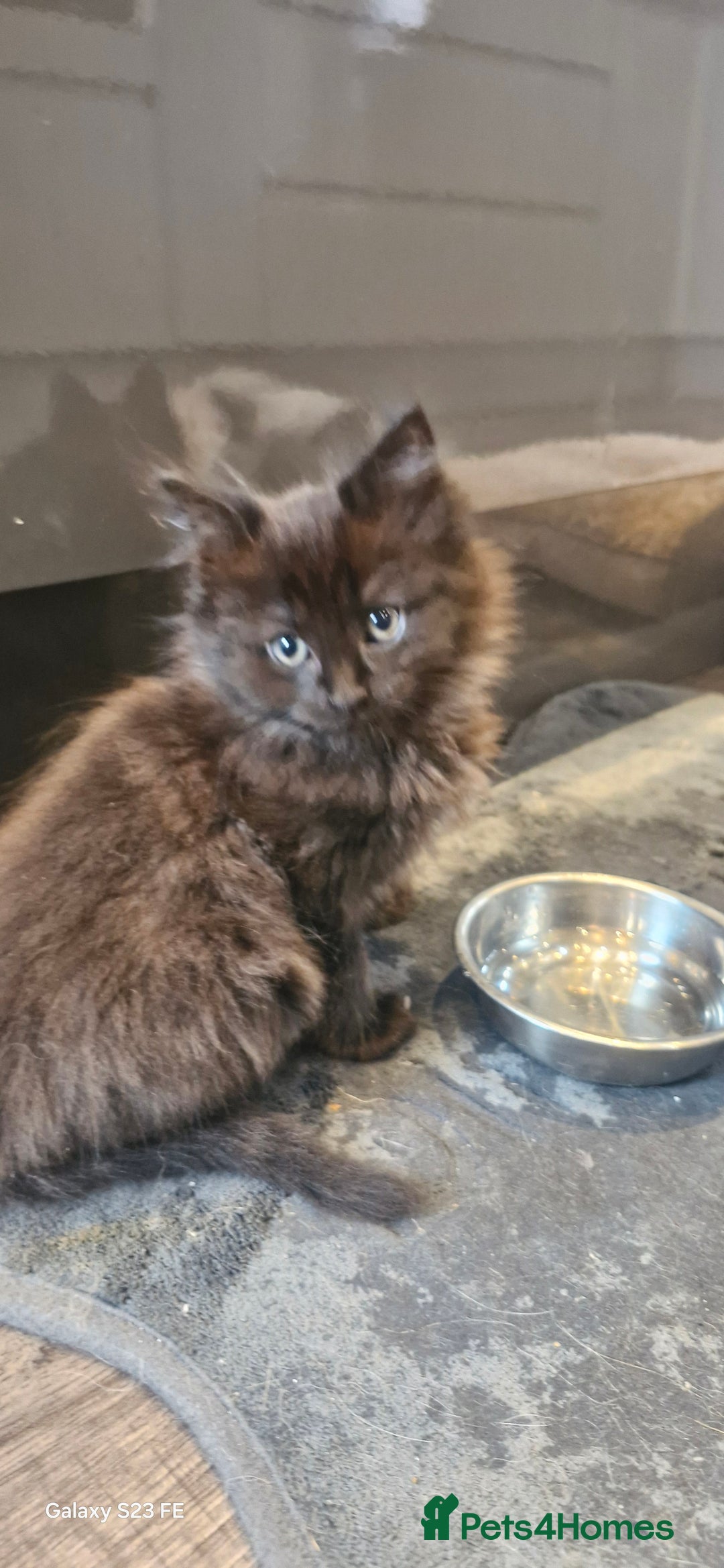 Ragdoll cats for sale: Half ragdoll kittens  - Image 1