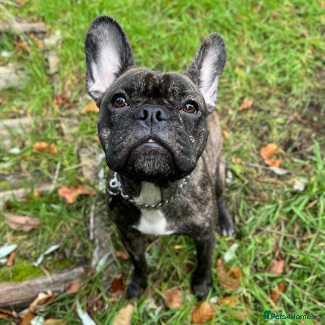 French Bulldog dogs for sale: Brindle French bulldog  - Advert 4