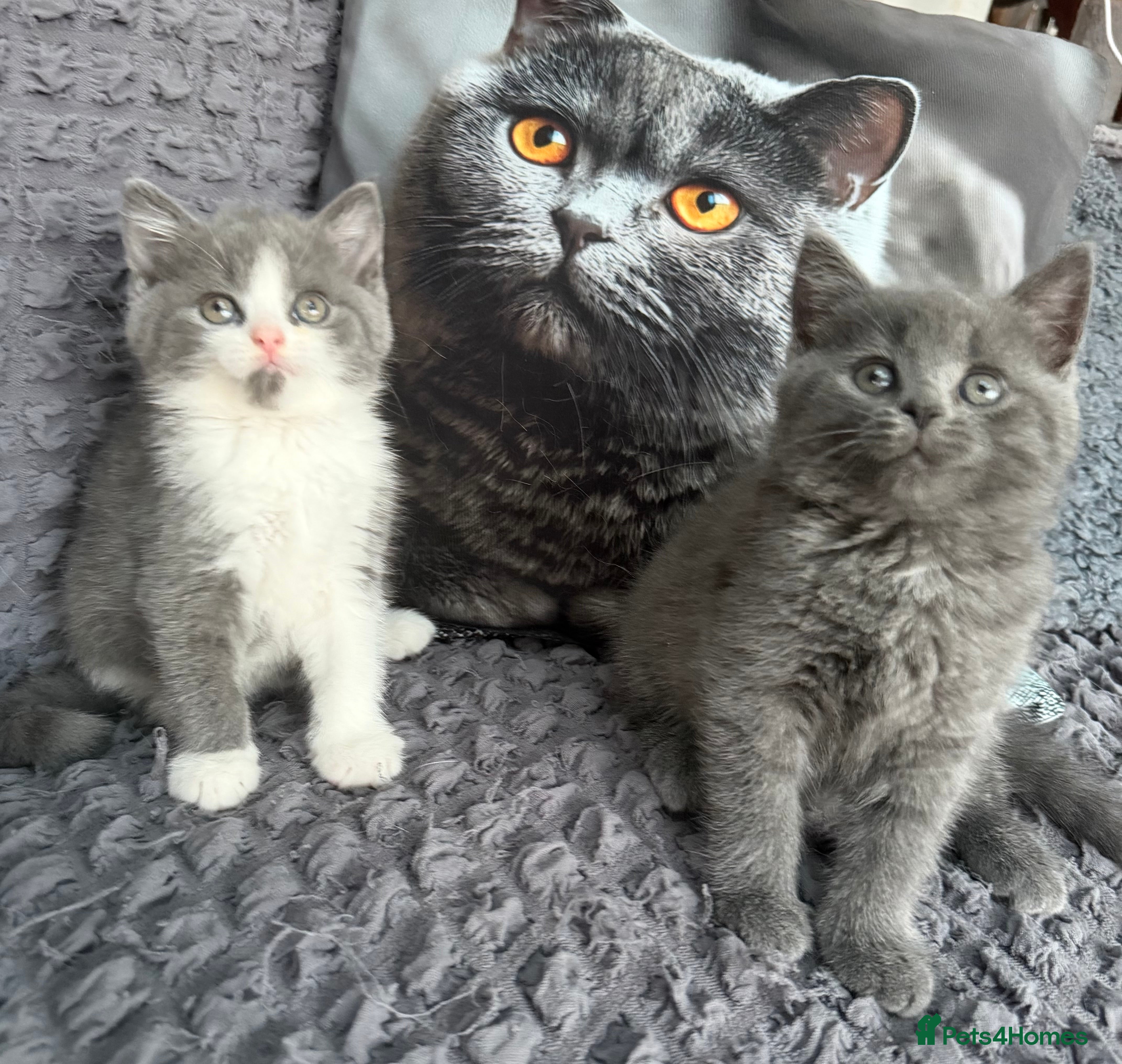 British Shorthair cats Last😘Ready for new family British  - Advert 2