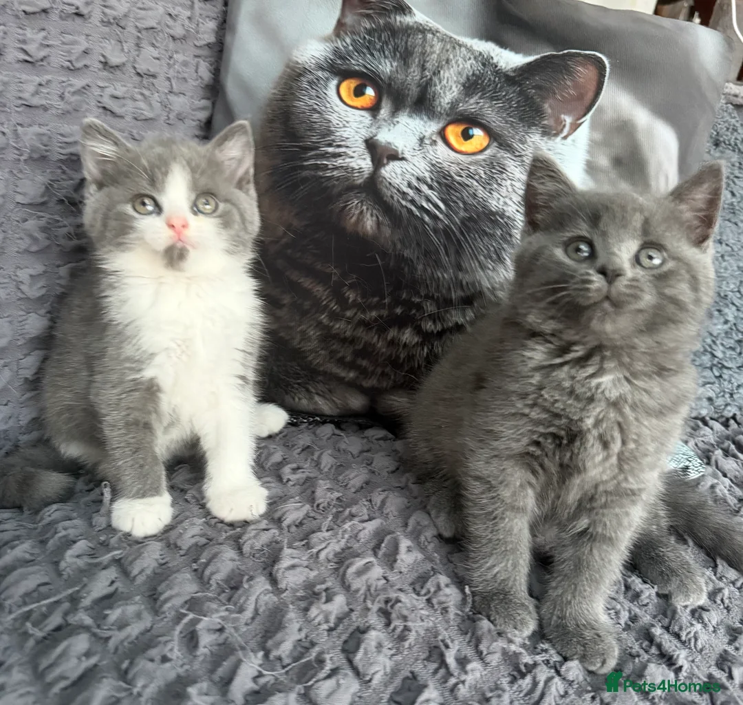 British Shorthair cats for sale: Last😘Ready for new family British  - Advert 2