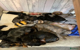 Doxiepoo dogs for sale: doxipoo puppies READY NOW - Image 17