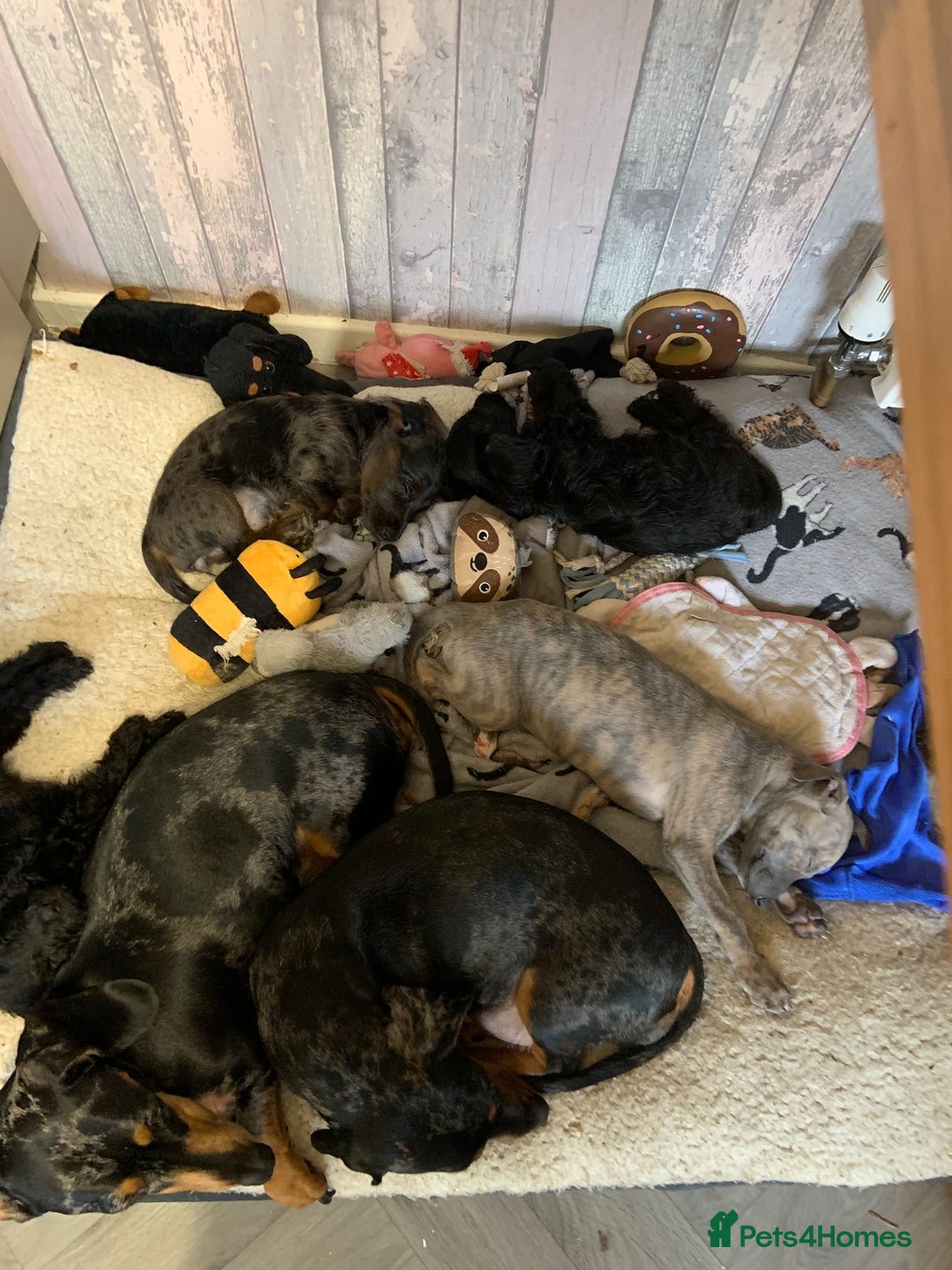 Doxiepoo dogs for sale: doxipoo puppies READY NOW - Image 17