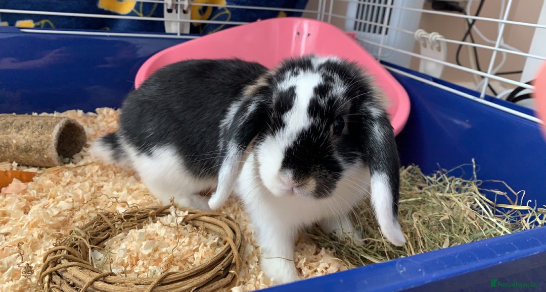 Mini Lop rabbits for sale: Male mini lop rabbit  - Image 8