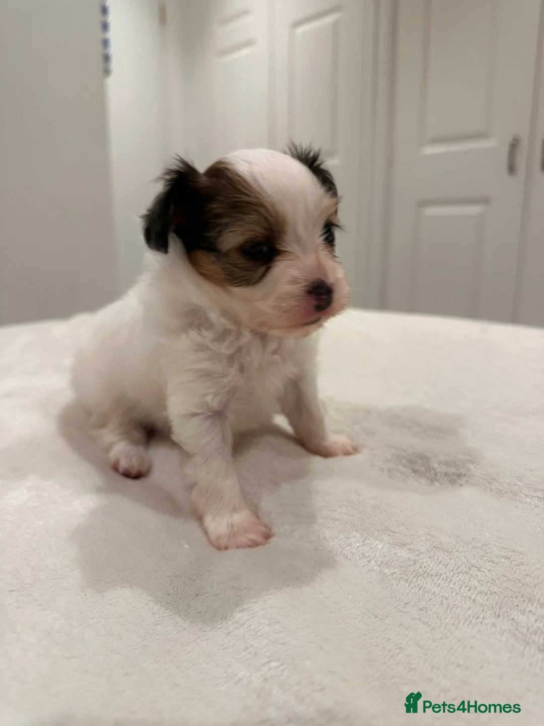 Papillon dogs for sale: ROYAL KENNEL CLUB registered,  DNA tested perents  - Advert 9