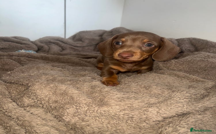 Miniature Dachshund dogs - Advert 6
