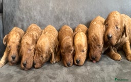 Miniature Poodle dogs for sale: Stunning miniature poodles available - Image 20
