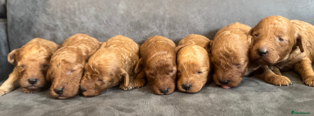 Miniature Poodle dogs for sale: Stunning miniature poodles available - Image 20