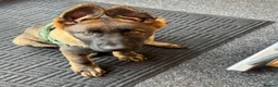 German Shepherd dogs for sale: KC Registered German Shepherd PuppiesChampion Line - Advert 14