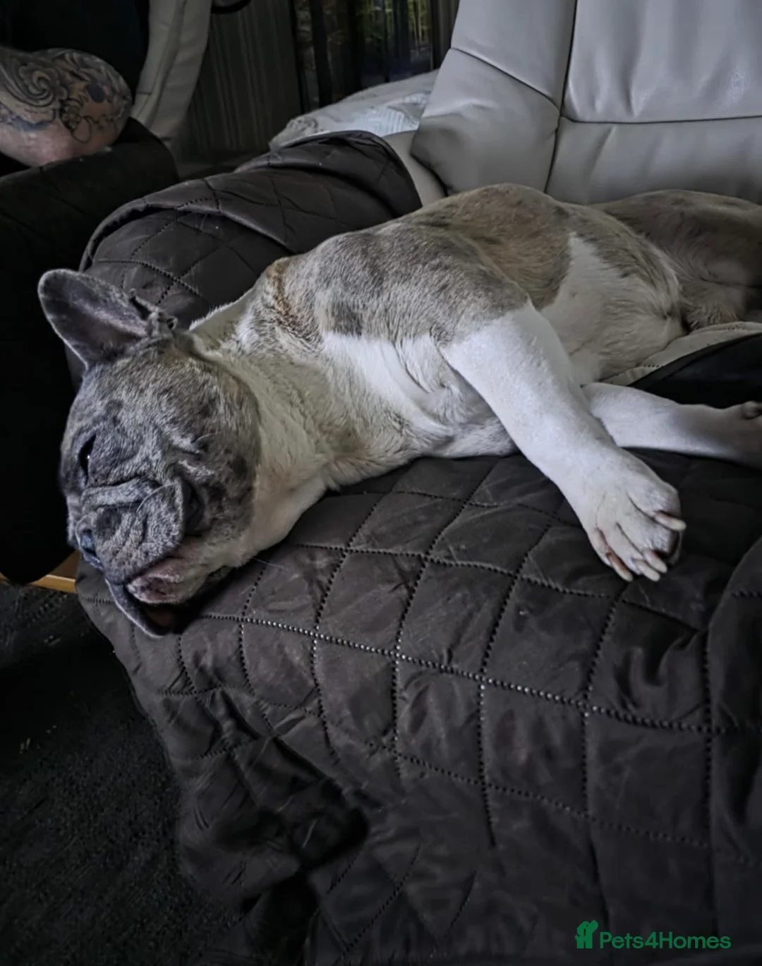 French Bulldog dogs for stud: ✨ Proven French Bulldog ✨ - Advert 5