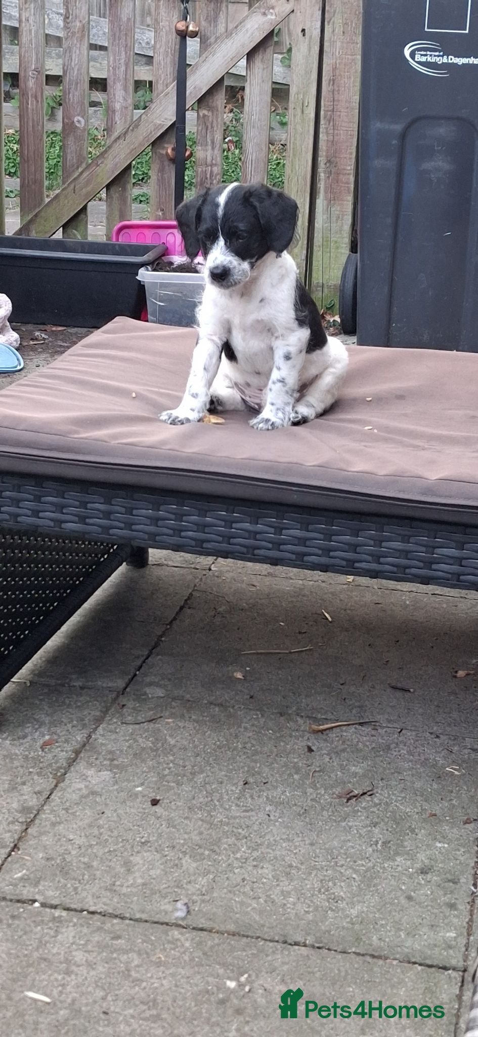 Chipoo dogs READY TO LEAVE miniature poodle cross  - Advert 2