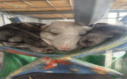 Chinchilla rodents for sale: 3 Chinchillas (family) - Image 1