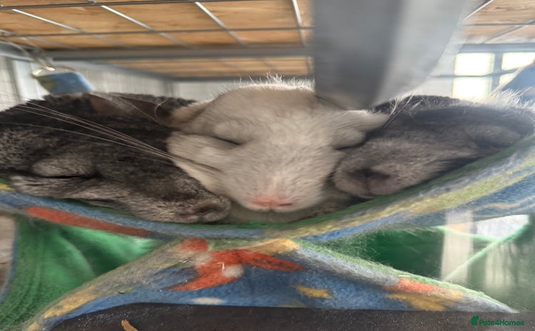Chinchilla rodents - Advert 1