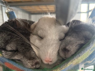 Chinchilla rodents - Advert 1