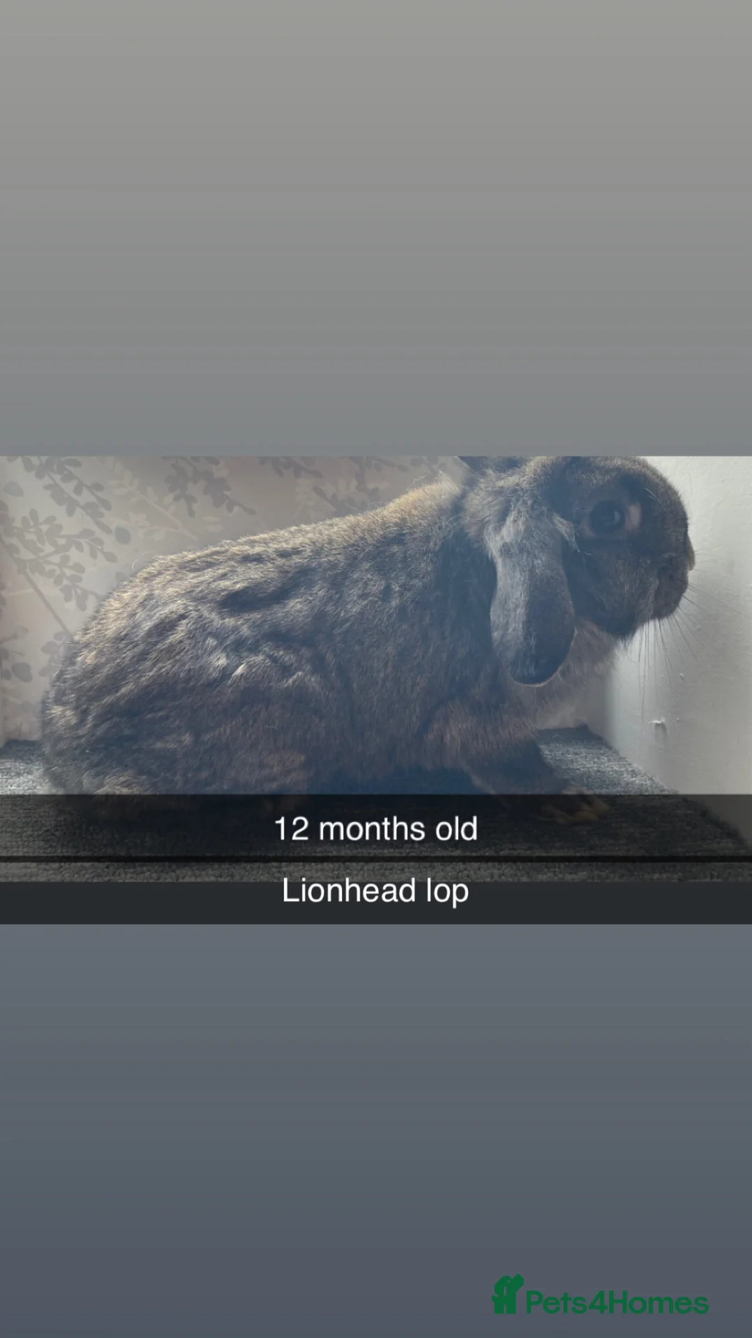 Lionhead rabbits for sale: Lionhead lop, lop, neverland dwarf  - Advert 2