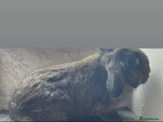 Lionhead rabbits Lionhead lop - Advert 14