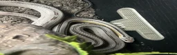 Mixed Breed reptiles for sale: UPDATED Multiple reptiles needing new homes - Advert 4