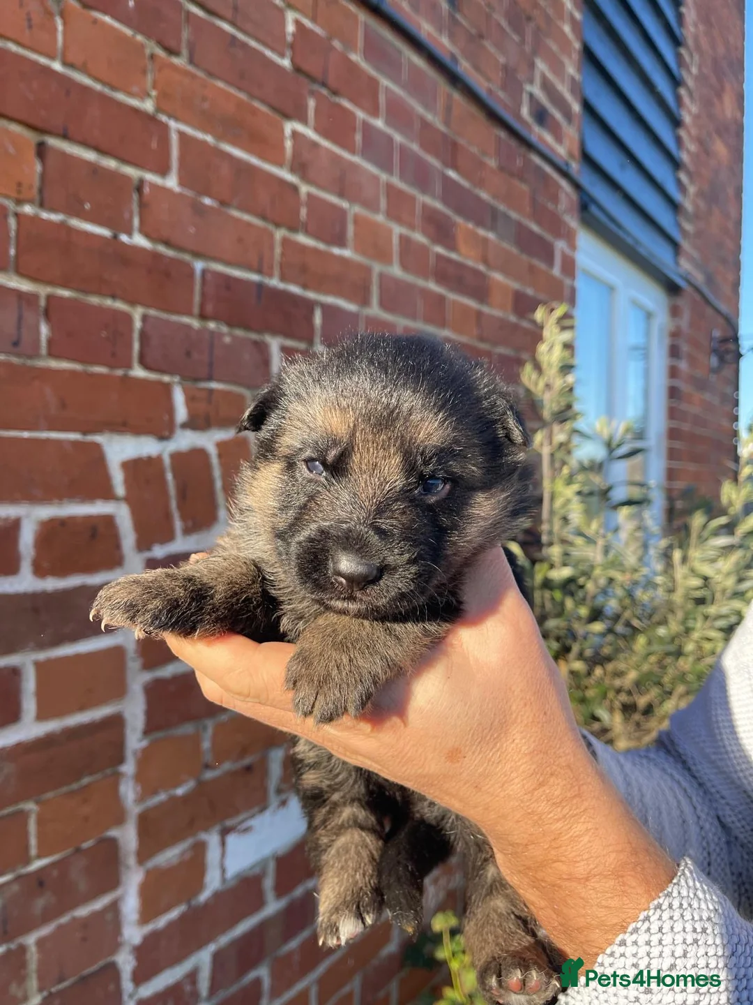 German Shepherd dogs for sale: Last Male GSD Puppy – Enzo vom Ezenthal - Advert 15