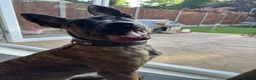 Belgian Shepherd Dog dogs for sale: Belgian Malinois / Dutch Herder Girl rehome - Advert 5