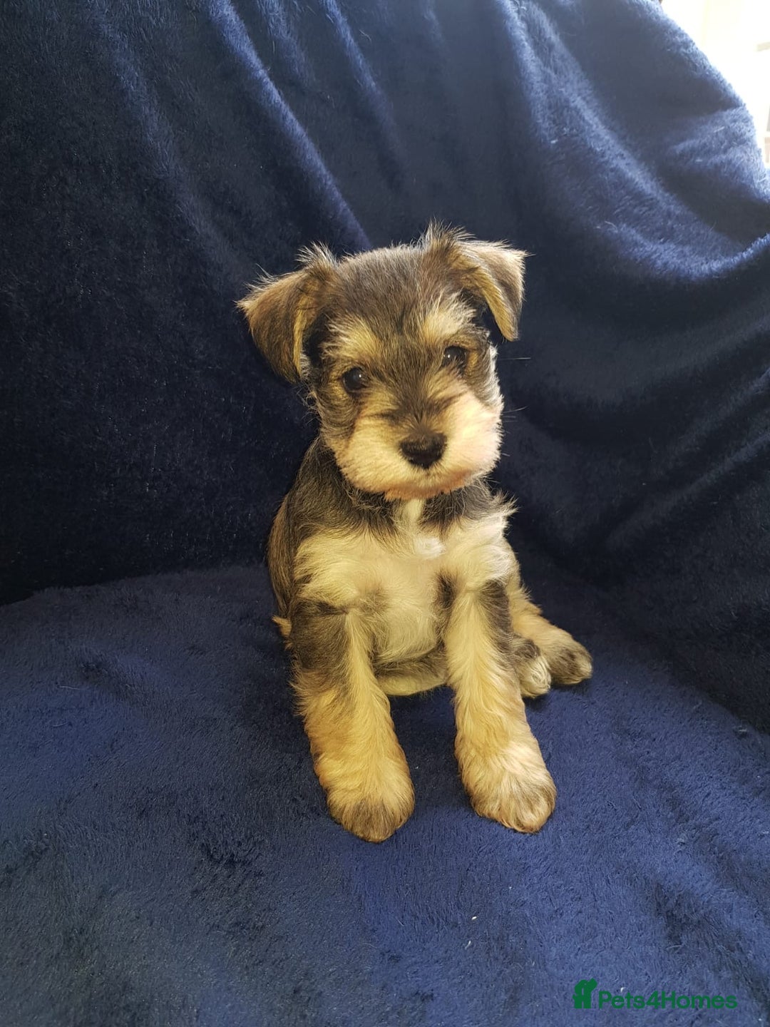 Miniature Schnauzer dogs for stud: KC Reg Choc/White Min Schnauzer MAC +BVA Clear in Coventry - Advert 39