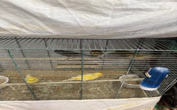 Canaries birds for sale: Canary and lovebirds  - Image 2