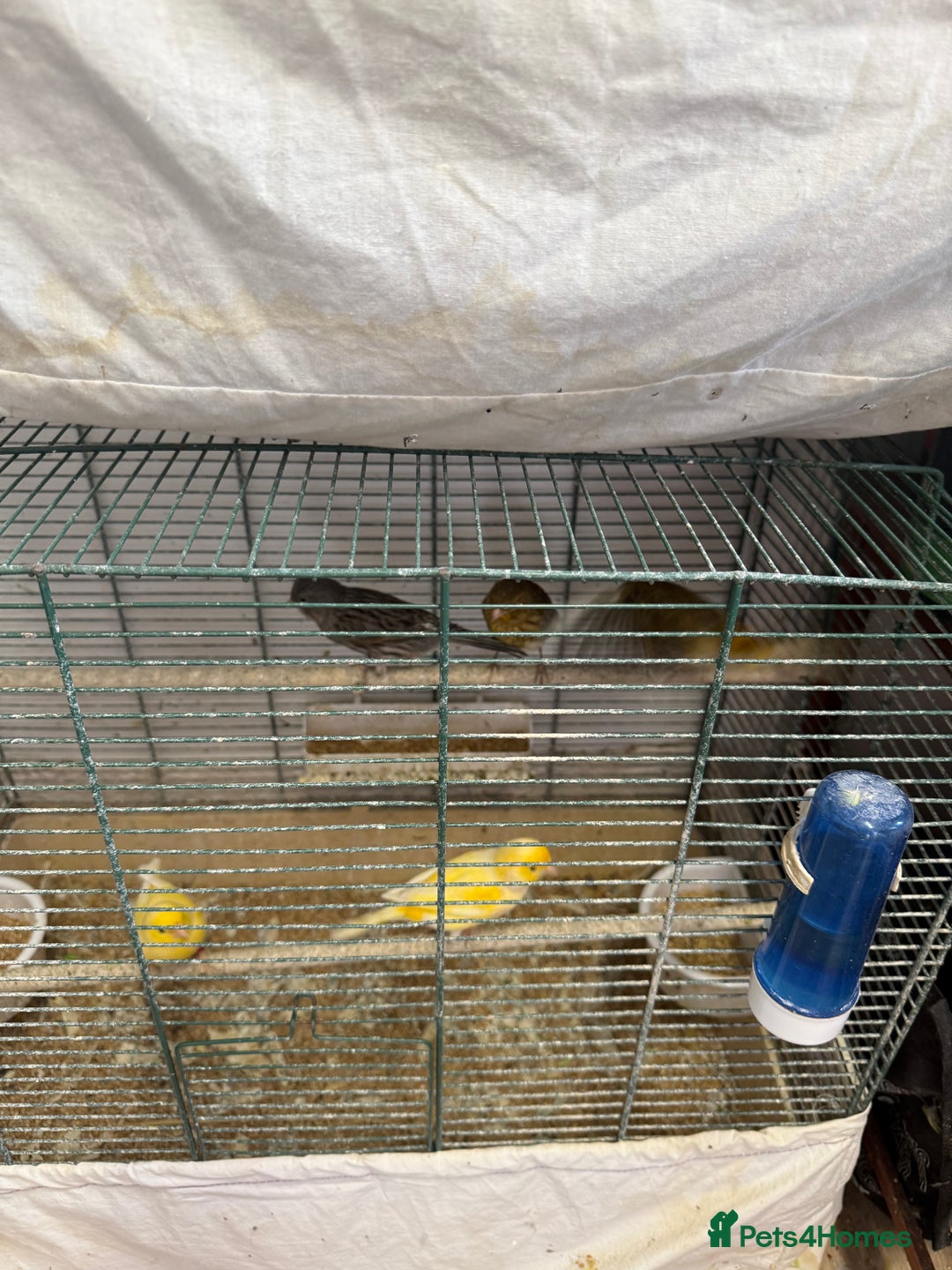 Canaries birds for sale: Canary and lovebirds  - Image 2