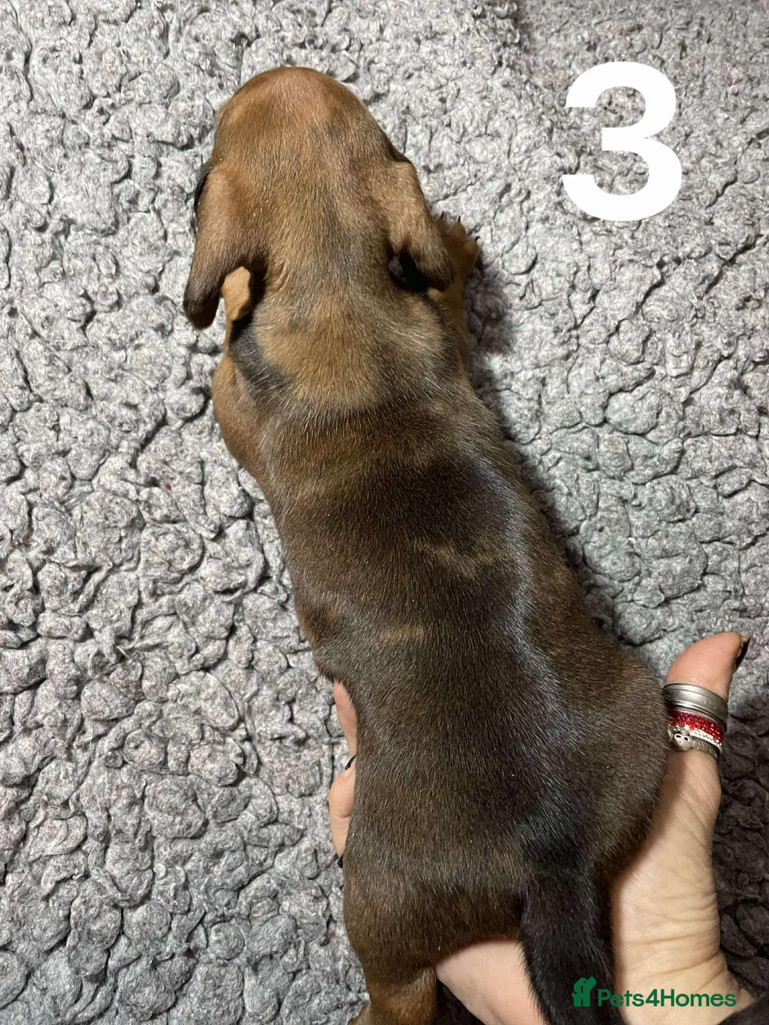 Dachshund dogs for sale: Stunning Litter of dachshund Puppies - Advert 8