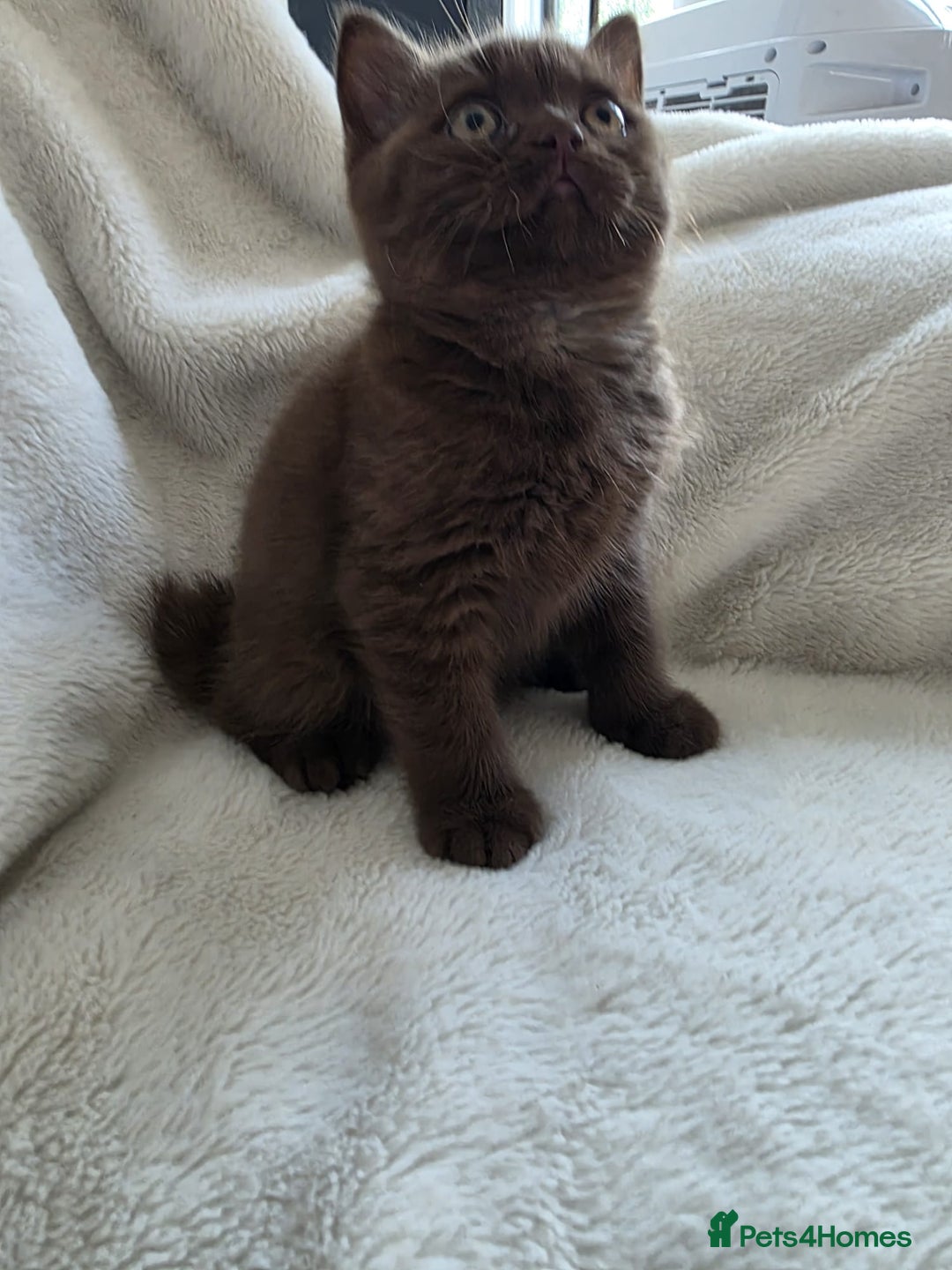 British Shorthair cats for sale: GCCF British Shorthair Kittens Champion Bloodline  - Image 19