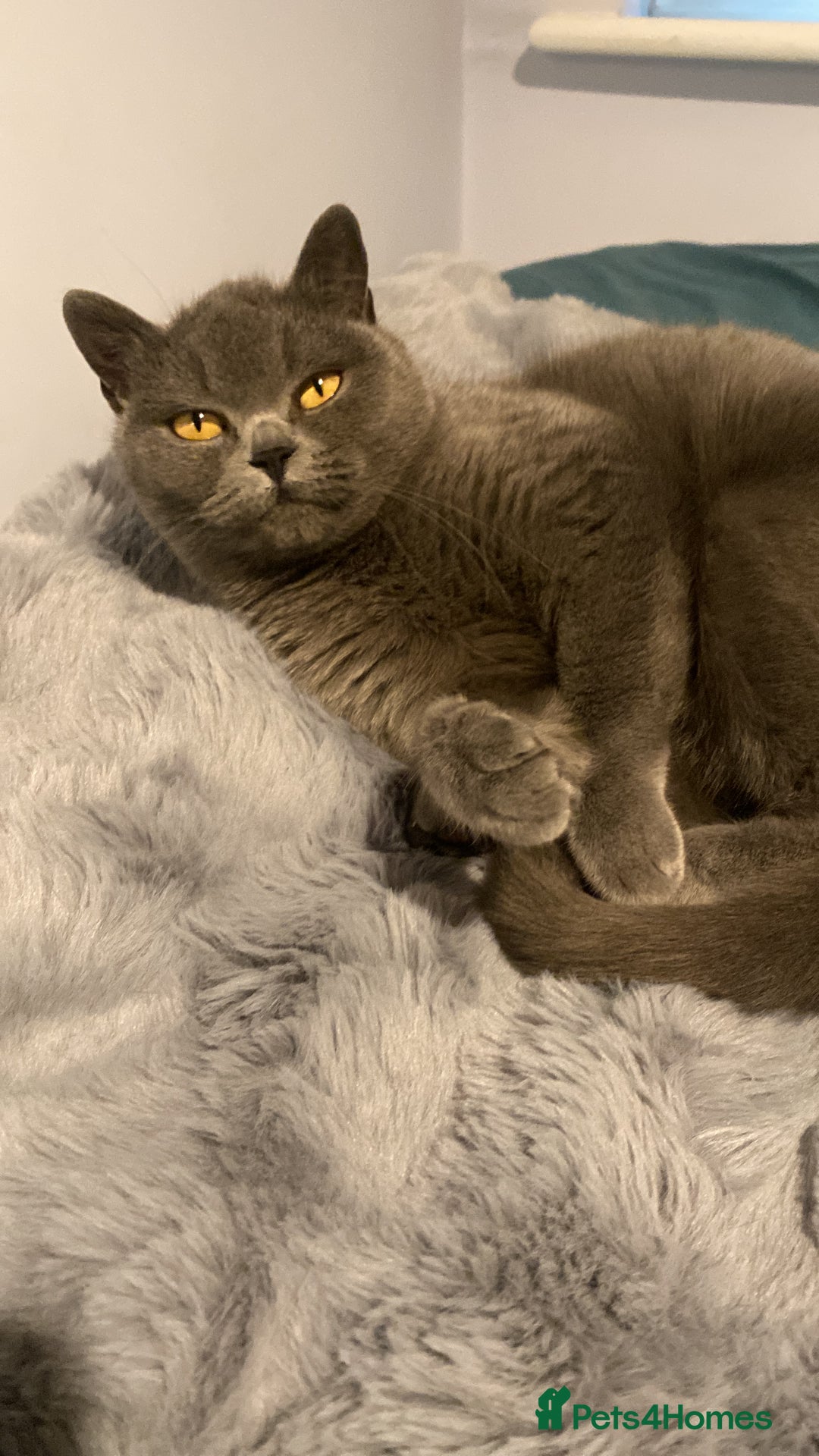 British Shorthair cats for sale: Stunning Rare Pedigree British Shorthair Brothers - Advert 22