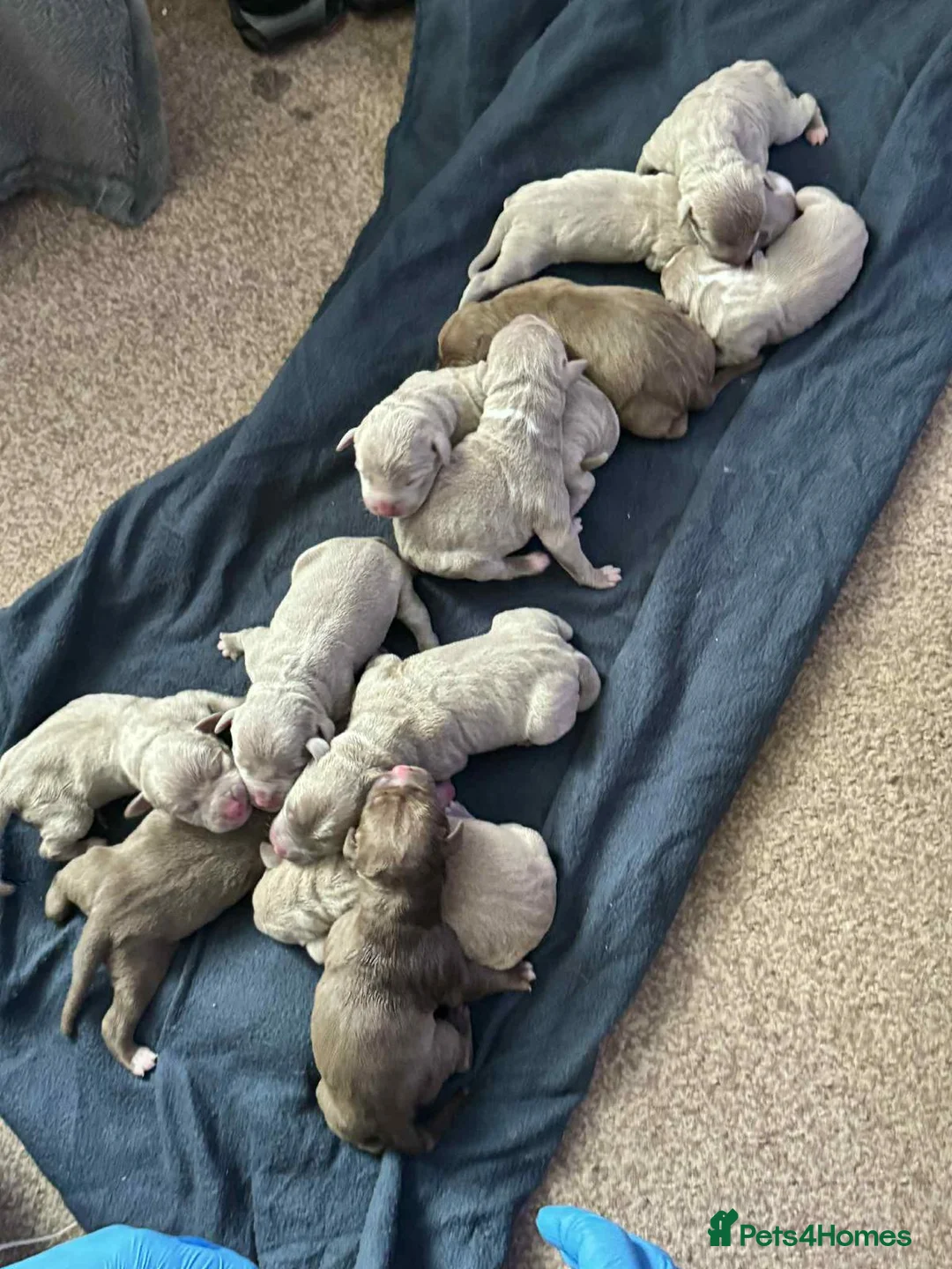 American Bully dogs for stud: American Bully STUD in Northampton - Advert 9